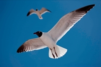 Laughing Gull (Larus atricilla) - Adult in Breeding Plumage - Mi