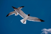 Laughing Gull (Larus atricilla) - Mississippi - USA