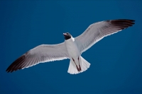 Laughing Gull (Larus atricilla) - Adult in Breeding Plumage - Mi