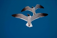 Laughing Gull (Larus atricilla) - Adult in Breeding Plumage - Mi