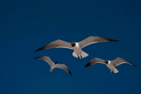 Laughing Gull (Larus atricilla) - Adult in Breeding Plumage - Mi