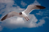 Laughing Gull (Larus atricilla) - Adult in Breeding Plumage - Mi
