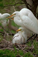 Great Egret (Casmerodius albus) - Louisiana