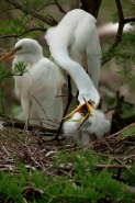 Great Egret (Casmerodius albus) - Adult and Young - Louisiana