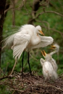 Great Egret (Casmerodius albus) Adult and Young - Louisiana