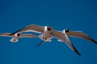Laughing Gulls (Larus atricilla) - Adults in Breeding Plumage -