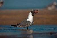 Laughing Gull (Larus atricilla) - Adult in Breeding Plumage - Mi
