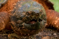 Alligator Snapping Turtle (Macroclemys  temmincki) - Louisiana U
