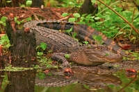 American Alligator (Alligator misssissippiensis) - Louisiana