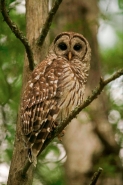 Barred Owl (strix varia)-Louisiana
