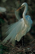 Great Egret (Casmerodius albus) - Louisiana