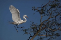 Great Egret (Casmerodius albus) - Landing on Tree - Louisiana