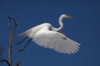 Great Egret (Casmerodius albus) - Louisiana
