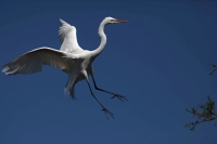 Great Egret (Casmerodius albus) - Louisiana