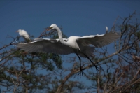Great Egret (Casmerodius albus) - Louisiana