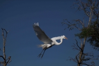 Great Egret (Casmerodius albus) - Louisiana