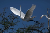 Great Egret (Casmerodius albus) - Louisiana