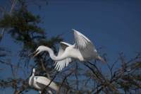 Great Egret (Casmerodius albus) - Louisiana