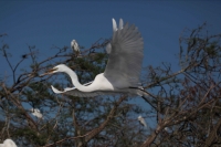 Great Egret (Casmerodius albus) - Louisiana