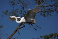 Great Egret (Casmerodius albus) - Louisiana