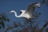Great Egret (Casmerodius albus) - Louisiana