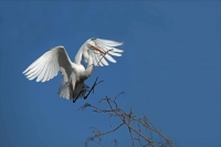 Great Egret (Casmerodius albus) - Louisiana