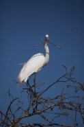 Great Egret (Casmerodius albus) - Louisiana