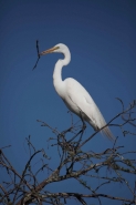 Great Egret (Casmerodius albus) - Louisiana