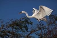 Great Egret (Casmerodius albus) - Louisiana