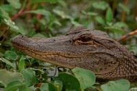 American Alligator (Alligator misssissippiensis) - Louisiana - U
