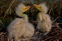 Great Egret Nestlings (Casmerodius albus) - Louisiana - USA