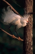 Snowy Egret (Egretta thula) - Louisiana