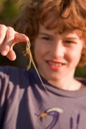 Child Holding Green Anole  (Anolis carolinensis) - Louisiana U.S
