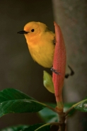 Prothonotary Warbler (Protonotaria citrea)  - Louisiana USA