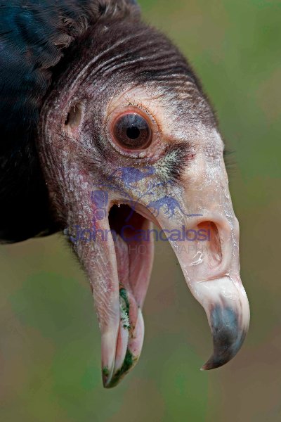 Black Vulture (Coragyps atratus) - Mississippi