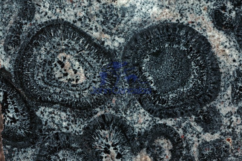 Orbicular Granite - Mt. Magnet - Western Australia
