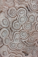 Fossil Stromatolites Morocco  Cretaceous
