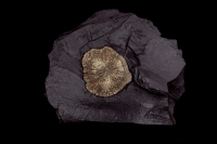 Pyrite (FeS2) - Illinois USA -