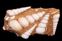 Fossil Sea snail (marine gastropod) - Turritella terebra - Franc