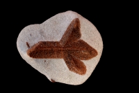 Staurolite - Keivy - Kola Peninsula - Russia