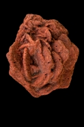 Barite rose (BaS04) - Oklahoma - USA