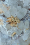 Native Gold on Quartz - Nevada