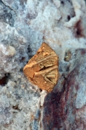 Native Gold - Nevada