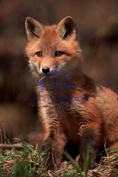 Red Fox (Vulpes vulpes) -formerly Vulpes fulva - New York - USA