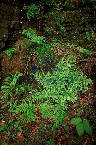 Lady fern (Athyrium filix-femina) - New York