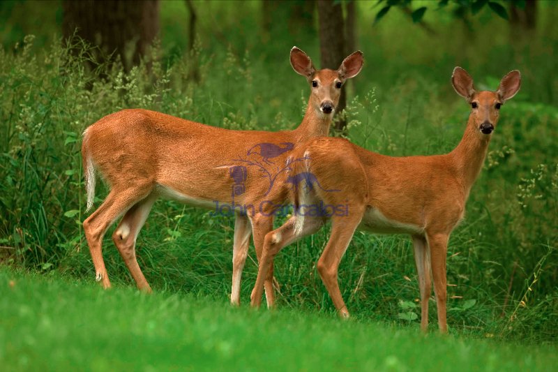 White-tailed deer - Odocoileus virginianus - does - New York - U