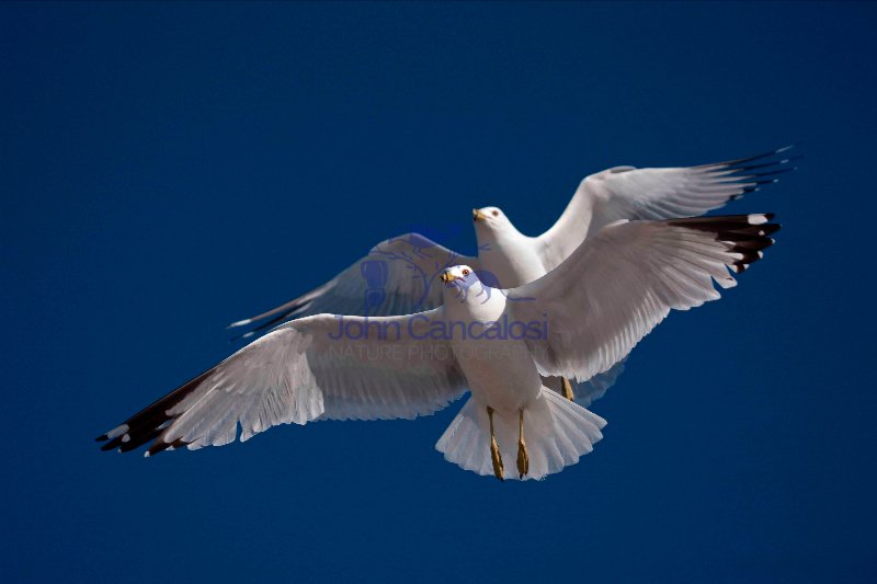 Ring-billed Gulls (Larus delawarensis) - New York - USA