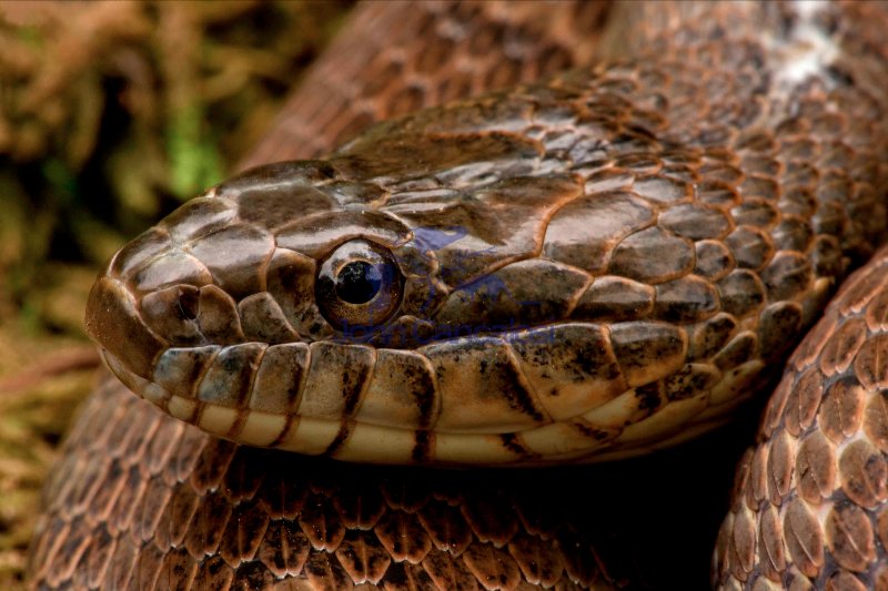 Northern Water Snake (Nerodia sipedon) - New York USA