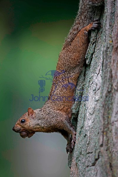 Eastern Gray Squirrel (Sciurus carolinensis)  - New York