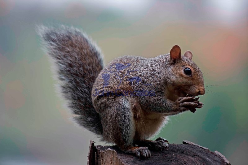Eastern Gray Squirrel (Sciurus carolinensis)  - New York